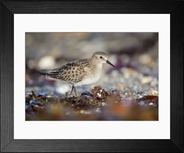 Framed Print : Baird's Sandpiper - Juvenile - Marazion - Cornwall - UK Framed Print : Baird's Sandpiper - Juvenile - Marazion - Cornwall - UK