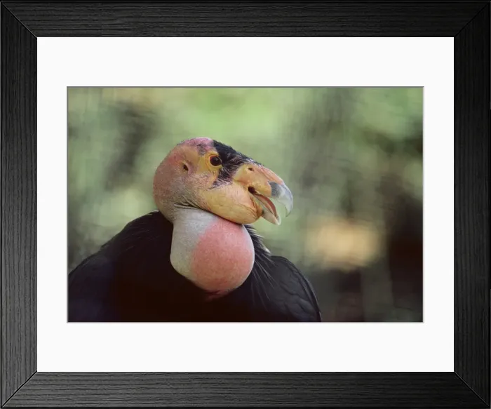 Framed Print : Californian Condor Framed Print : Californian Condor