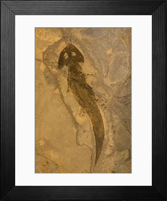 Framed Print : Fossil Amphibian - Actinodon - Lower Permian - Pfauz Germany Framed Print : Fossil Amphibian - Actinodon - Lower Permian - Pfauz Germany