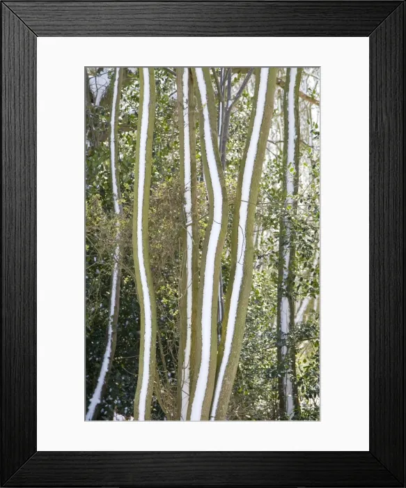 Framed Print : Tree trunks - covered in snow. Norfolk - UK Framed Print : Tree trunks - covered in snow. Norfolk - UK