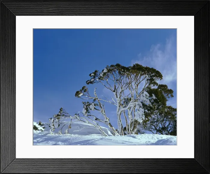 Framed Print : Snowgums - In snow - Kosciuszko National Park, New South Wales, Australia JPF12034 Framed Print : Snowgums - In snow - Kosciuszko National Park, New South Wales, Australia JPF12034
