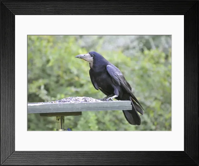 Framed Print : Rook - on bird feeding table Framed Print : Rook - on bird feeding table
