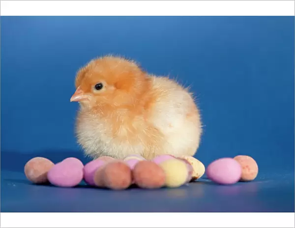 Chick with chocolate eggs - UK