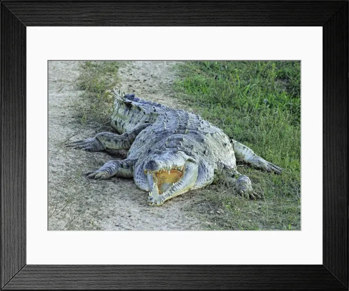 Framed Print : Orinoco Crocodile - with mouth open - Venezuela Framed Print : Orinoco Crocodile - with mouth open - Venezuela