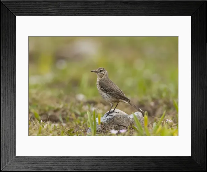 Framed Print : American Pipit - Snowy Range - Wyoming in July - USA Framed Print : American Pipit - Snowy Range - Wyoming in July - USA