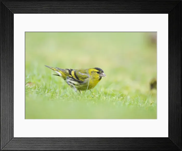 Framed Print : Siskin - on ground Framed Print : Siskin - on ground