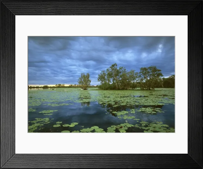 Framed Print : Yellow Water, Paperbark swamp with Water lilies (Nelumbo nucifera) Kakadu National Park (World Heritage Area), Northern Territory, Australia JPF50981 Framed Print : Yellow Water, Paperbark swamp with Water lilies (Nelumbo nucifera) Kakadu National Park (World Heritage Area), Northern Territory, Australia JPF50981