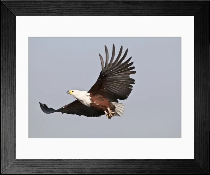 Framed Print : African Fish Eagle - in flight - Okavango River - Botswana Framed Print : African Fish Eagle - in flight - Okavango River - Botswana