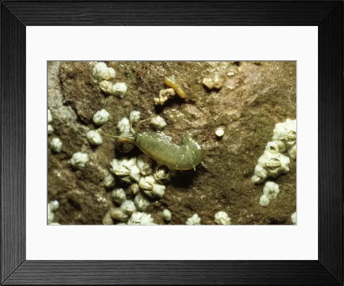 Framed Print : Sandhopper Framed Print : Sandhopper