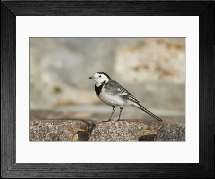 Framed Print : Pied Wagtail - winter - Cornwall - UK Framed Print : Pied Wagtail - winter - Cornwall - UK