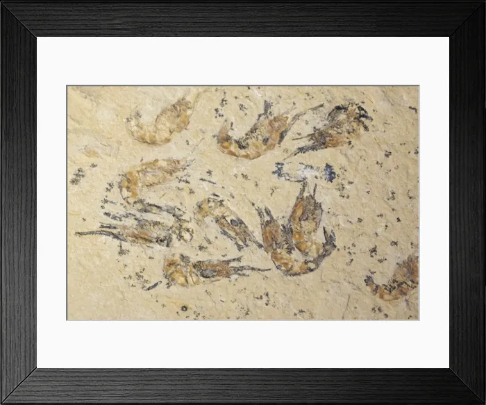 Framed Print : Fossil Shrimp - Cretaceous - Hjoula - Lebanon Framed Print : Fossil Shrimp - Cretaceous - Hjoula - Lebanon
