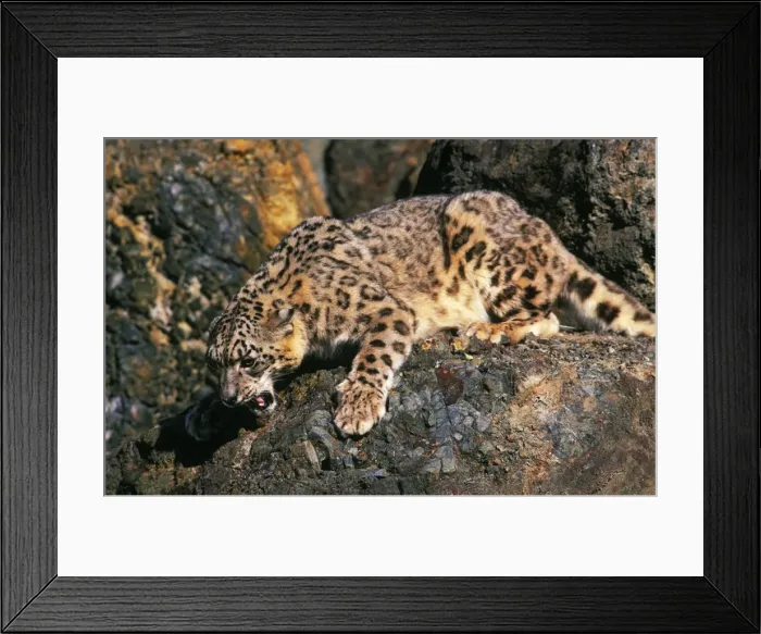 Framed Print : Snow Leopard Framed Print : Snow Leopard