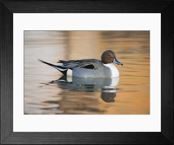 Framed Print : Pintail duck - UK Framed Print : Pintail duck - UK