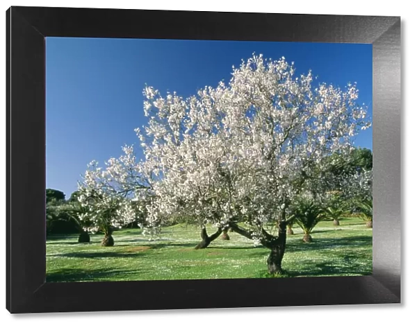 Almond Tree - in full blossom, Algarve, Portugal
