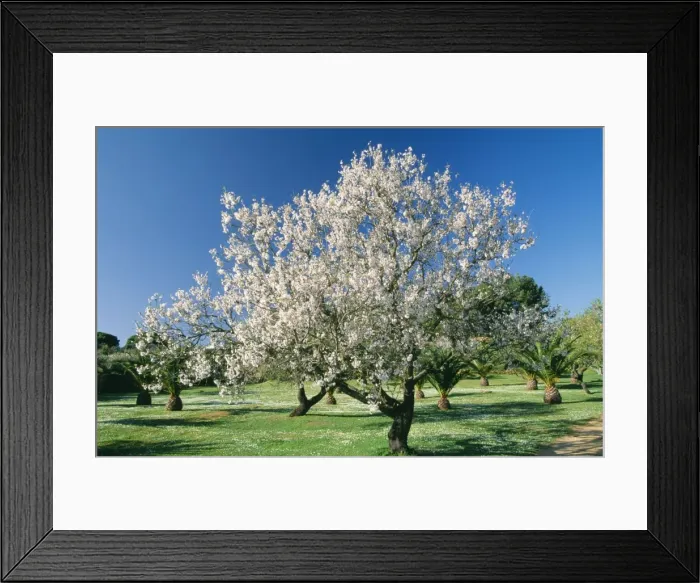 Framed Print : Almond Tree - in full blossom, Algarve, Portugal Framed Print : Almond Tree - in full blossom, Algarve, Portugal