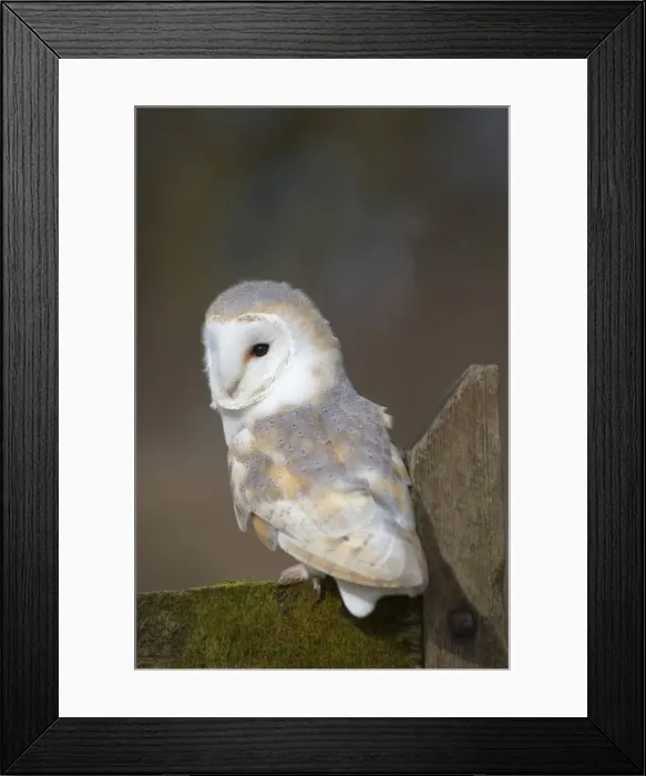 Framed Print : Barn Owl - Cornwall - UK Framed Print : Barn Owl - Cornwall - UK