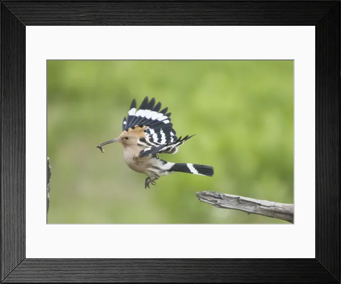 Framed Print : Hoopoe - taking off with food for young Upupa epops Hungary BI19876 Framed Print : Hoopoe - taking off with food for young Upupa epops Hungary BI19876