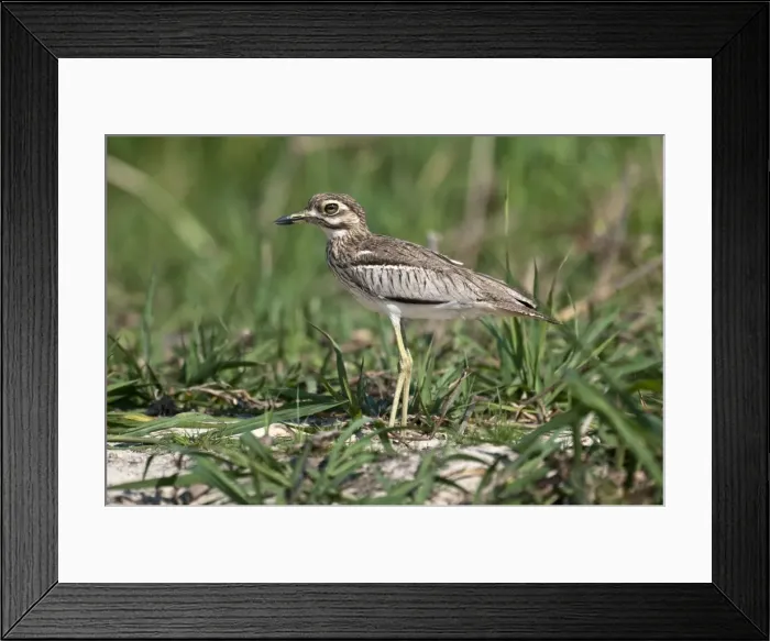 Framed Print : Water Dikkop - Chobe River - Botswana Framed Print : Water Dikkop - Chobe River - Botswana