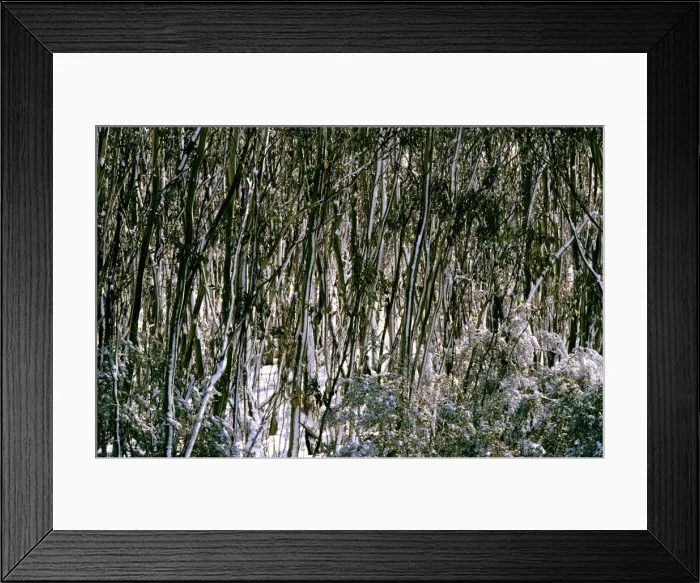 Framed Print : Snow Gums - Woodland in winter snow - Kosciuszko National Park - New South Wales - Australia JPF09532