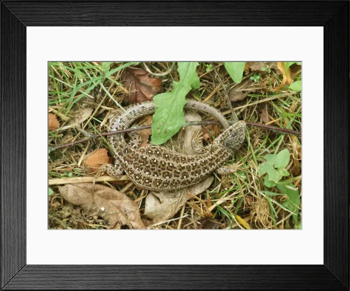Framed Print : Sand Lizard - endangered in UK Framed Print : Sand Lizard - endangered in UK