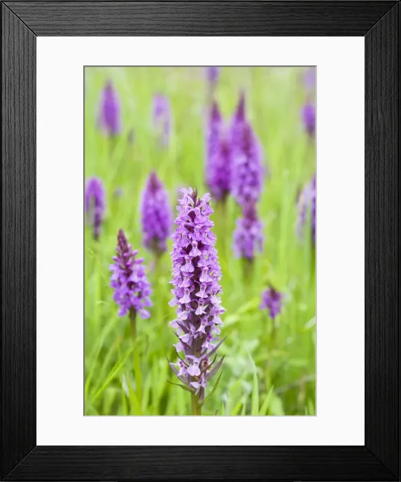 Framed Print : Southern Marsh Orchid in Norfolk meadow Norfolk UK Framed Print : Southern Marsh Orchid in Norfolk meadow Norfolk UK