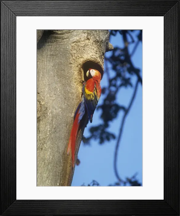 Framed Print : Scarlet Macaw - at nest Framed Print : Scarlet Macaw - at nest