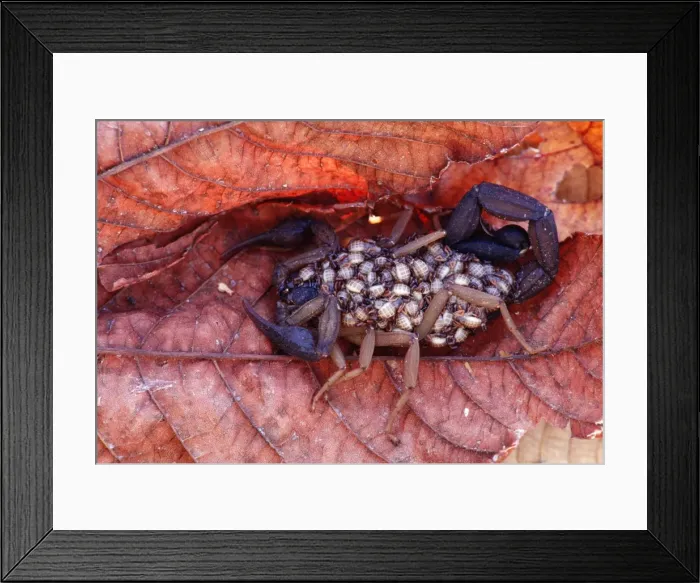 Framed Print : Scorpion - With young on its back - Tropical dry forest - Costa Rica Framed Print : Scorpion - With young on its back - Tropical dry forest - Costa Rica