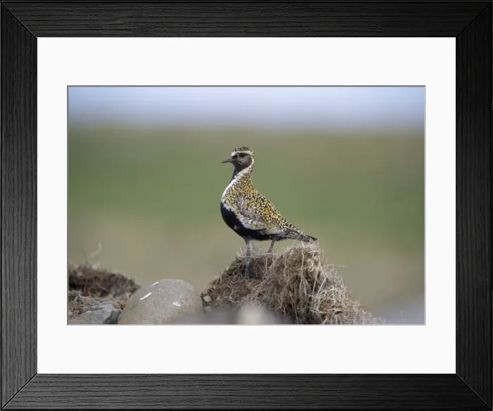 Framed Print : Golden Plover - summer plumage