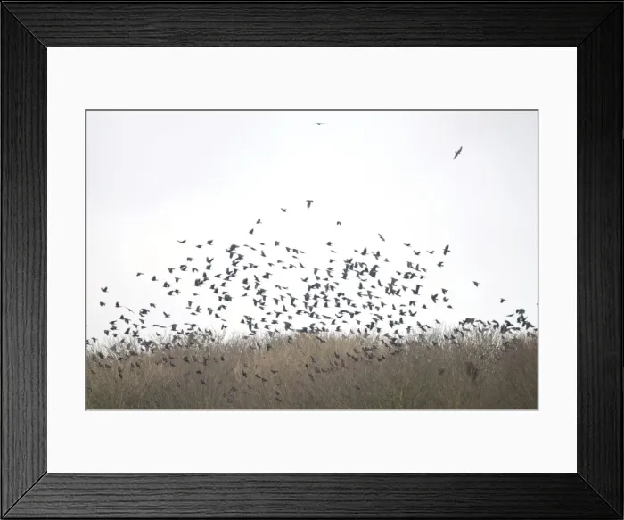 Framed Print : Rooks - a building of Rooks in flight Framed Print : Rooks - a building of Rooks in flight