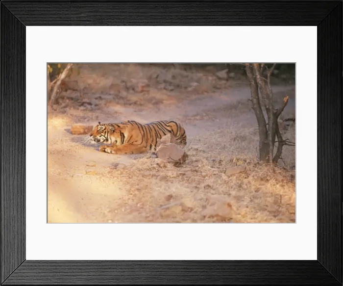 Framed Print : Bengal / Indian Tiger CB 127 Stalking prey, Ranthambhore National Park, India. Panthera tigris © Chris Brunskill / ARDEA LONDON Framed Print : Bengal / Indian Tiger CB 127 Stalking prey, Ranthambhore National Park, India. Panthera tigris © Chris Brunskill / ARDEA LONDON