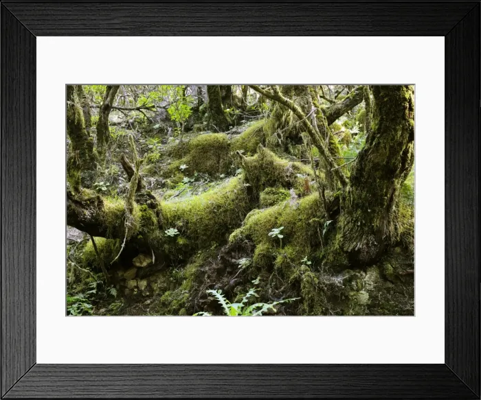 Framed Print : Rain forest vegetation in the National Park of Garajonay. The laurisilva woods have high category protection as a World Heritage site, because of the surviving plant species. La Gomera, Canary Is. January Framed Print : Rain forest vegetation in the National Park of Garajonay. The laurisilva woods have high category protection as a World Heritage site, because of the surviving plant species. La Gomera, Canary Is. January