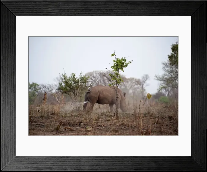 Framed Print : Grass / White Rhinoceros - marking territory with urine - Zambia Framed Print : Grass / White Rhinoceros - marking territory with urine - Zambia
