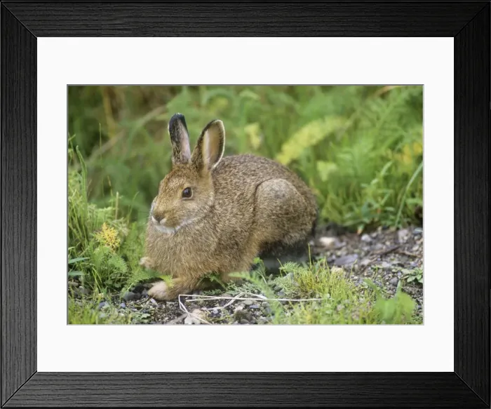 Framed Print : Snowshoe Hare - Katmia National Park - Alaska - USA Framed Print : Snowshoe Hare - Katmia National Park - Alaska - USA