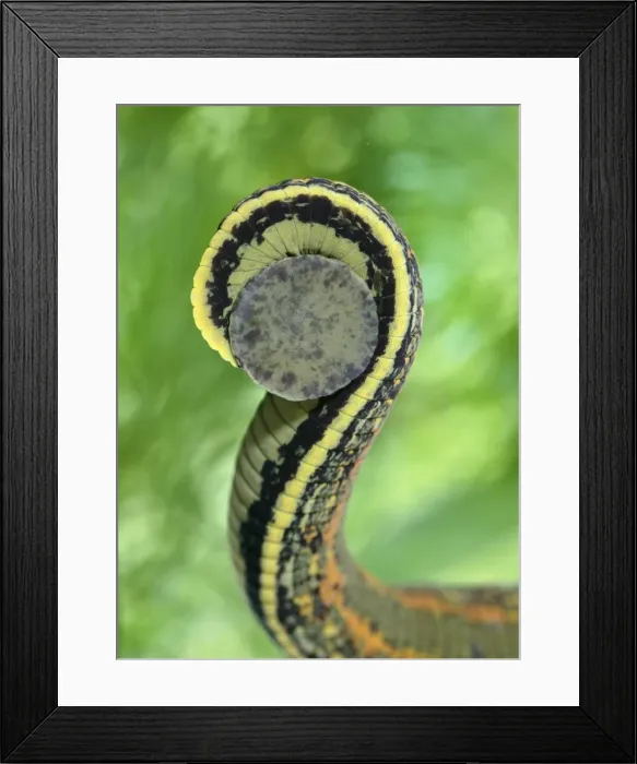 Framed Print : Medicinal Leech Framed Print : Medicinal Leech