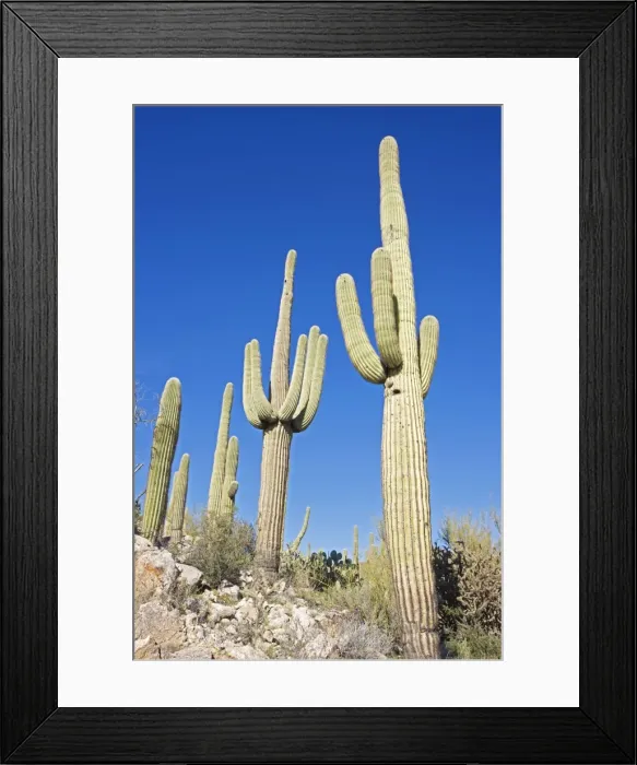 Framed Print : Saguaro Cacti - in rocky and hilly landscape setting - Record height: 78 feet - Average mature height: 18 to 30 feet, but often reach heights of 50 to 60 feet - Weighs about 80 pounds per foot - Grows their first arms at around 12 feet in height or Framed Print : Saguaro Cacti - in rocky and hilly landscape setting - Record height: 78 feet - Average mature height: 18 to 30 feet, but often reach heights of 50 to 60 feet - Weighs about 80 pounds per foot - Grows their first arms at around 12 feet in height or