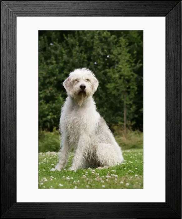 Framed Print : Dog. Otter Hound Framed Print : Dog. Otter Hound