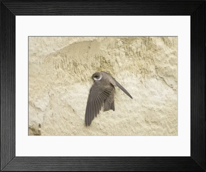 Framed Print : Sand Martin - starting to excavate nest hole in sand bank Riparia riparia Hungary BI19798 Framed Print : Sand Martin - starting to excavate nest hole in sand bank Riparia riparia Hungary BI19798