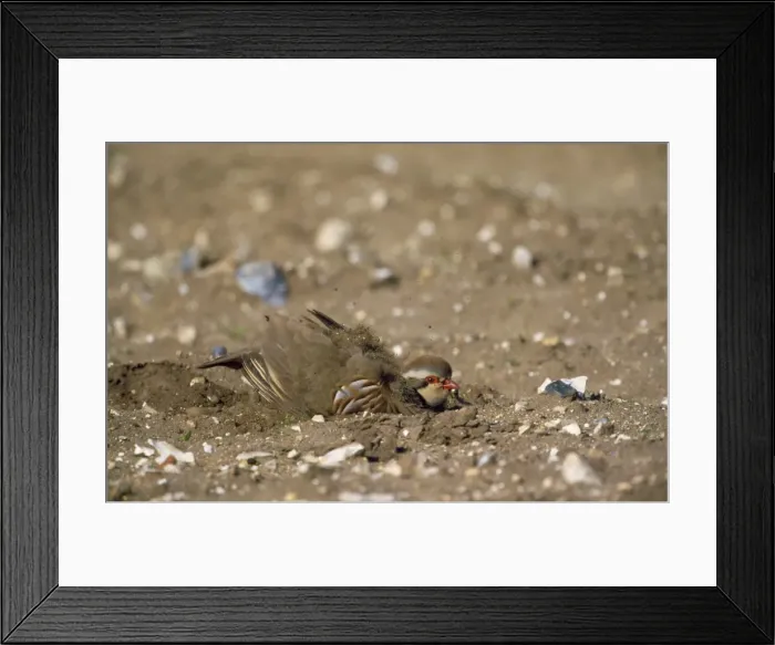 Framed Print : French Partridge - dust bathing Framed Print : French Partridge - dust bathing