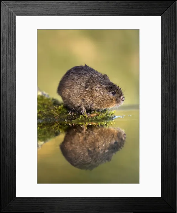 Framed Print : Water Vole - UK Framed Print : Water Vole - UK