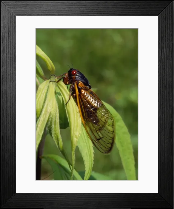 Framed Print : 17 Year Periodical Cicada. Hamden, CT, USA. June 1996 Framed Print : 17 Year Periodical Cicada. Hamden, CT, USA. June 1996
