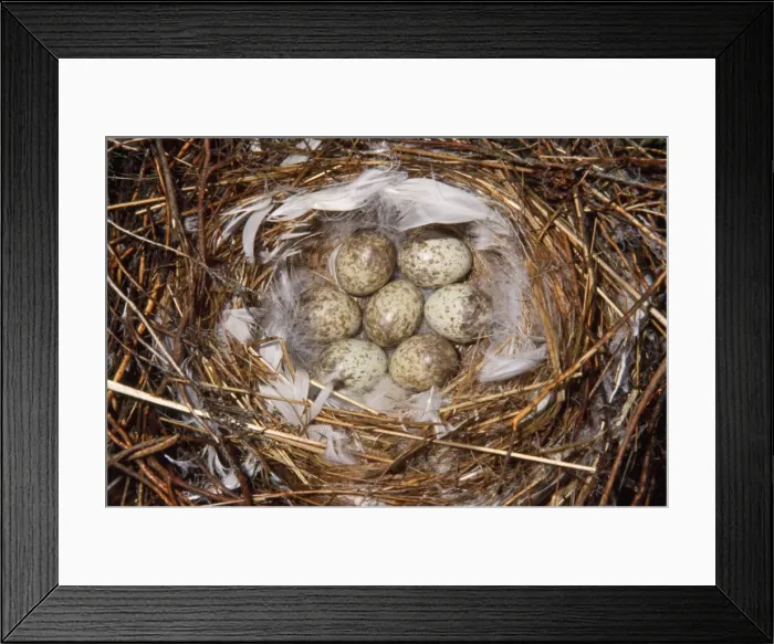 Framed Print : Great Grey Shrike - eggs in nest - Denmark Framed Print : Great Grey Shrike - eggs in nest - Denmark