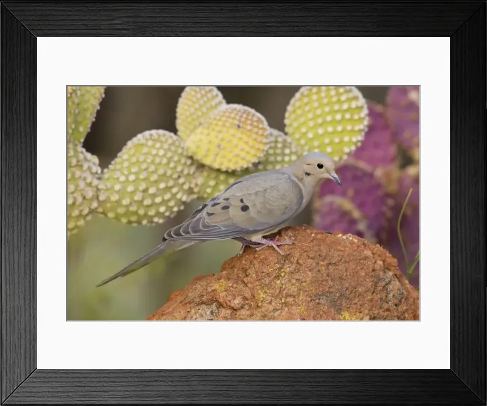 Framed Print : Mourning Dove - Southeast Arizona in March - USA