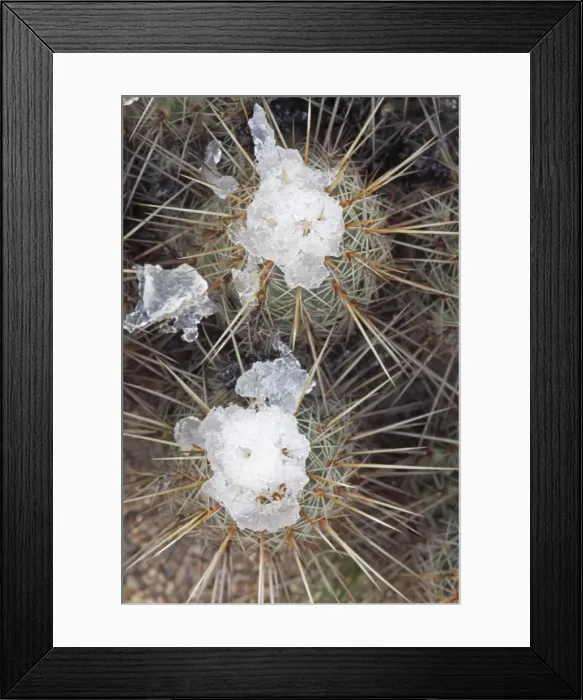 Framed Print : Hedgehog Cactus with snow after desert snow storm - Sonoran Desert - Arizona - USA Framed Print : Hedgehog Cactus with snow after desert snow storm - Sonoran Desert - Arizona - USA