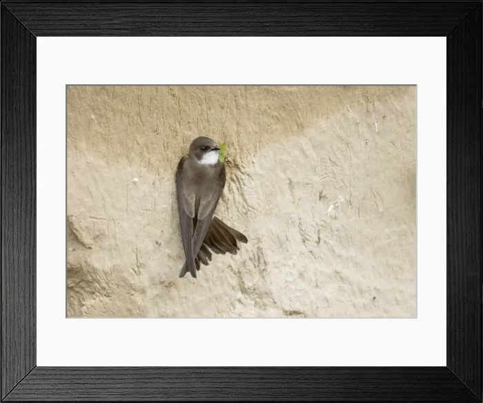 Framed Print : Sand Martin - on sand bank breeding site Riparia riparia Hungary BI19793 Framed Print : Sand Martin - on sand bank breeding site Riparia riparia Hungary BI19793