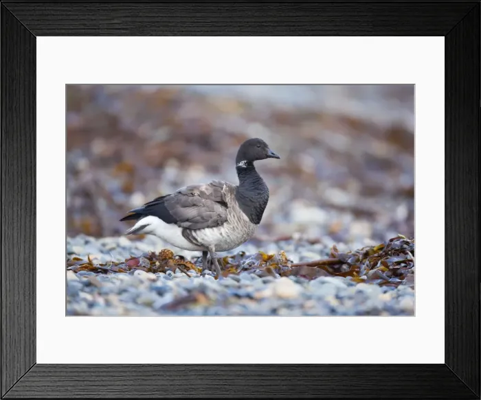 Framed Print : Brent Goose - Newlyn - Cornwall - UK Framed Print : Brent Goose - Newlyn - Cornwall - UK