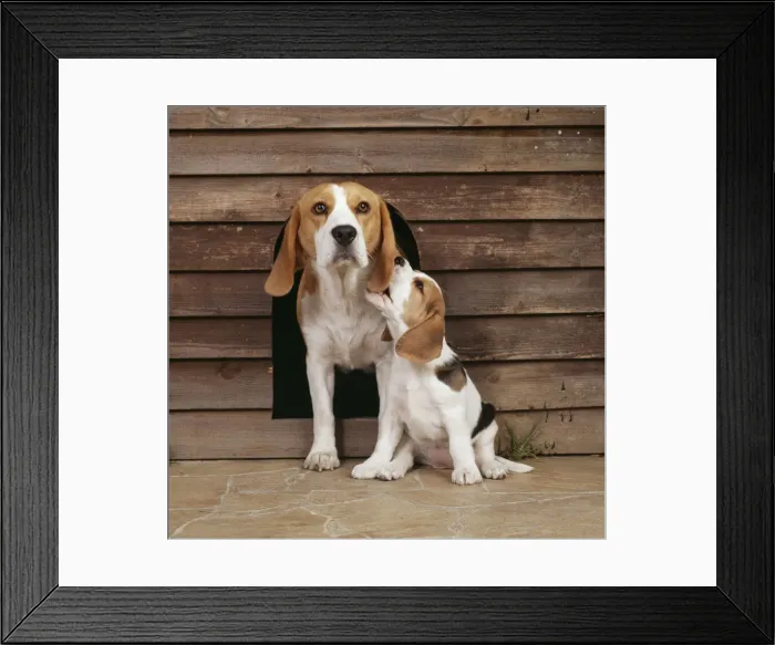 Framed Print : Beagle Dog JD 12141E With puppy outside kennel © John Daniels / ARDEA LONDON Framed Print : Beagle Dog JD 12141E With puppy outside kennel © John Daniels / ARDEA LONDON