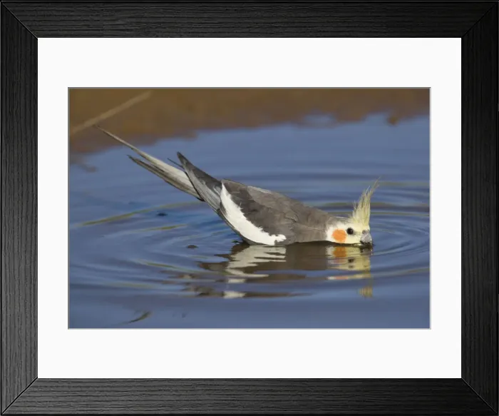 Framed Print : Cockatiel - male drinking at pool - near Ti Tree - Northern Territory - Australia Framed Print : Cockatiel - male drinking at pool - near Ti Tree - Northern Territory - Australia