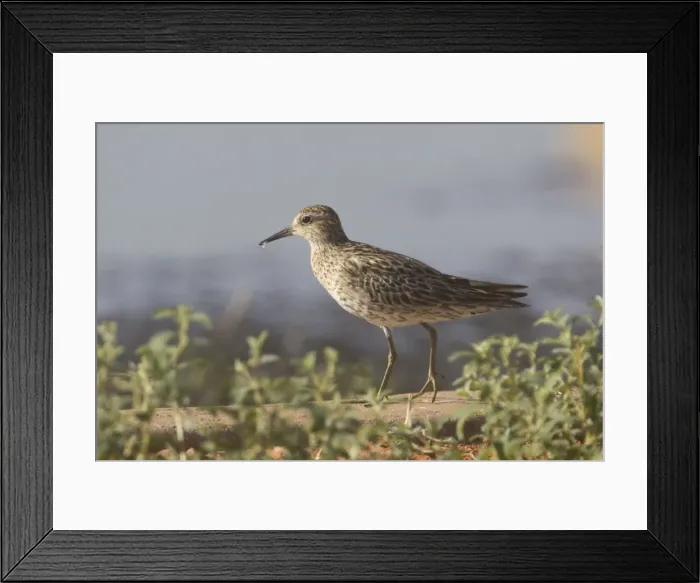 Framed Print : Sharp-tailed Sandpiper In breeding plumage at Finke sewage ponds, southern Northern Territory, Australia Framed Print : Sharp-tailed Sandpiper In breeding plumage at Finke sewage ponds, southern Northern Territory, Australia