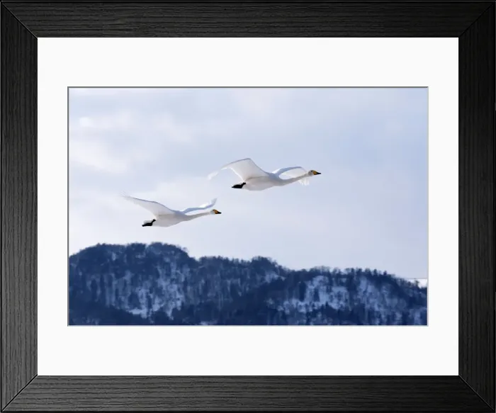 Framed Print : Whooper Swan - pair in flight - Lake Kussharo - Hokkaido Island - Japan Framed Print : Whooper Swan - pair in flight - Lake Kussharo - Hokkaido Island - Japan