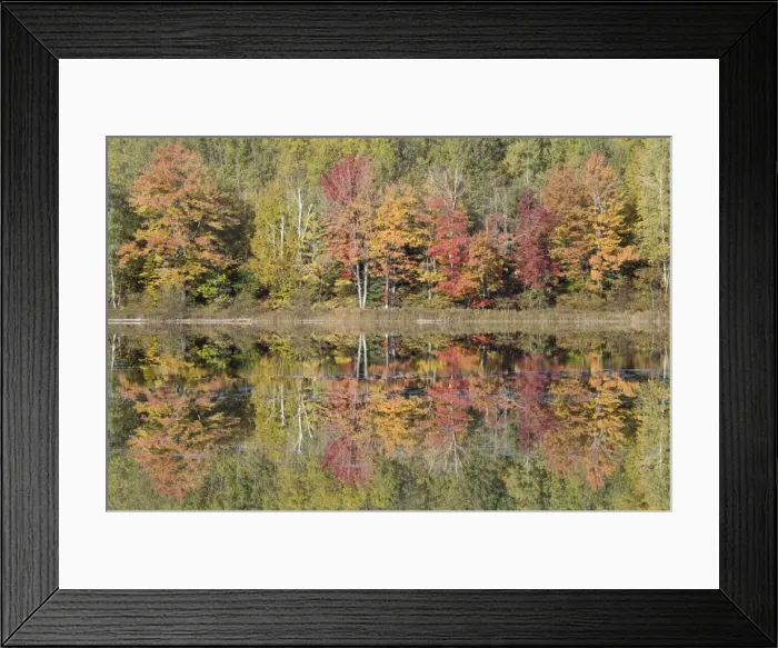 Framed Print : Thornton Lake with Autumn Colours of Maples Reflected Upper Penninsular Michigan, USA LA004501 Framed Print : Thornton Lake with Autumn Colours of Maples Reflected Upper Penninsular Michigan, USA LA004501
